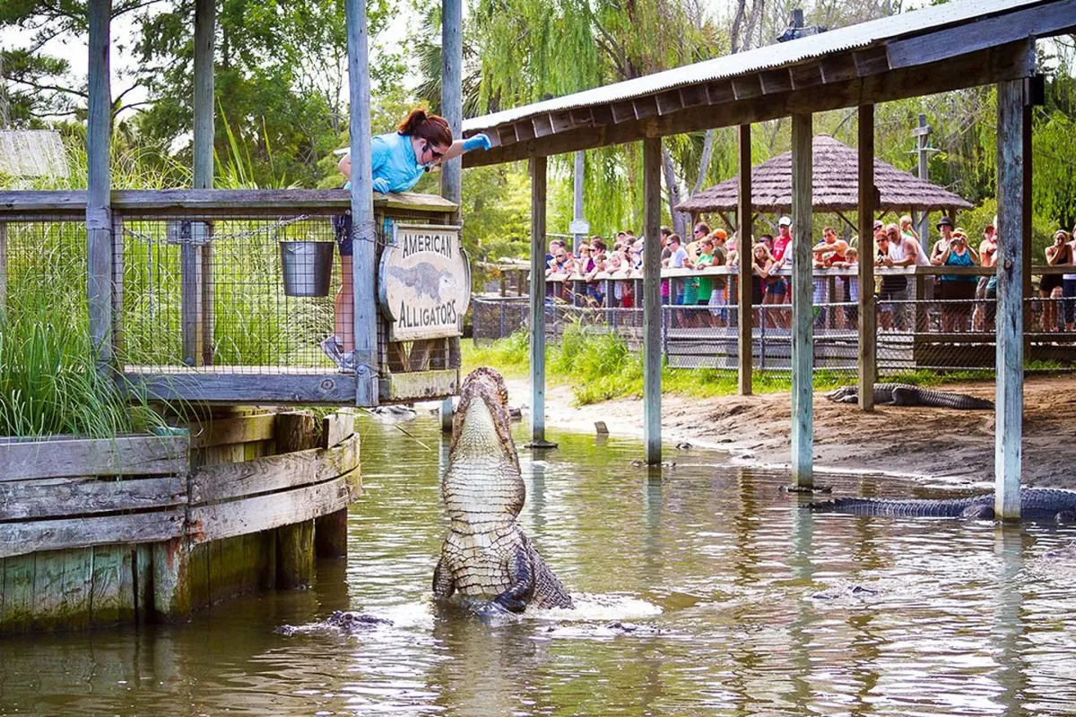 In this exciting exterior shot, a person feeds an alligator in front of a captivated crowd at an attraction featuring a sign reading 'American Alligators.' The setting is engaging and educational, with onlookers snapping photos and learning about local wildlife.